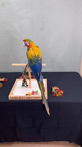 What a beautiful and sweet birdie 🥰💕 Best of both worlds!! 😍 •Baby Camelot macaw• 🐣 • • • #camelotmacaw #hybridmacaw #macaw #babymacaw #yellowmacaw #macaws #macawparrot #catalinamacaw #scarletmacaw #babymacaws #macawtoys #macawcage #macawaviary | JC Aviary