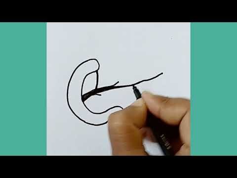 How To Draw Pancreas Diagram Easily Class 10//Pancreas Gland Diagram//Biology Diagram #pancreas #art