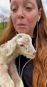 132K views · 4.4K reactions | Oggi vogliamo condividere con voi, nonostante non sia stato girato in montagna, questo emozionante e simpatico video di @camillamottironi che ha salvato un agnello smarrito e lo ha riportato alla sua mamma. Questo piccolo gesto di gentilezza ci ricorda l'importanza d'avere sempre empatia verso le difficoltà degli altri, animali o uomini che siano. ❤️ | Vivere La Montagna | Facebook