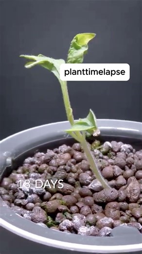 103 Days in 45 Seconds 🍅 Tomato Plant Timelapse | Seed to Fruit #shorts #viralshorts #green