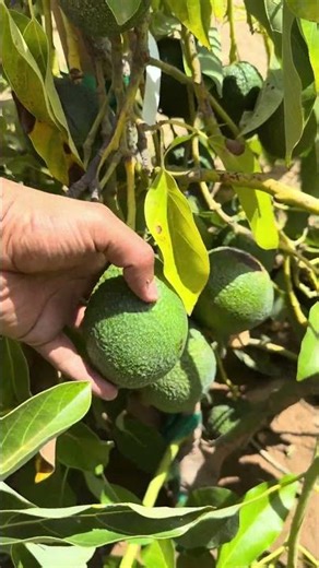 GEM avocado 🥑 tree planted 2 years ago #garden#gardening#gardeningtips#gardenplants#gardenflowers