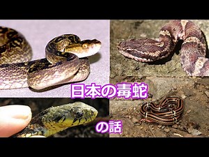 ゆっくり【日本の毒蛇】の話