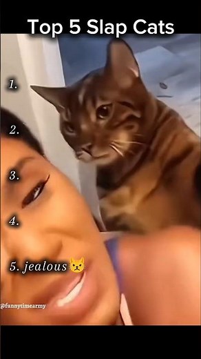 Top 5 Slap Cats #cat
