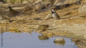 Ortolan Bunting drinking water in the desert