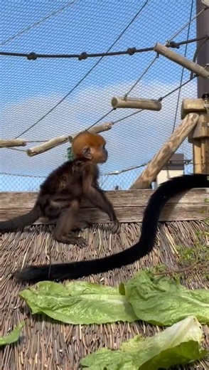 Fera's jumping lessons are really coming along 🥹 📷: Emily S. | Oklahoma City Zoo and Botanical Garden