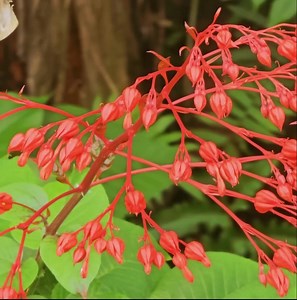 Poor single girl falls into danger because of black bag | Krong Pyseth