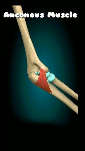 Anconeus Muscle:Action;Elbow Extension#medical #shorts