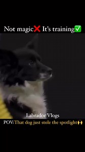 1.7K views · 48K reactions | Trained for this moment. Time to shine ✨. That proud moment when the training pays off #dogs #OWNER #unconditional #bonding #unconditionallove #bordercollie #dog #Amazing #Outstanding #skills #agility #doggo #competition #competitor #performance #performer #doglife #dogcompetition #proud #ProudMoment #reelsvideoシ #reelsviralシfb #reelsfbシ | Labrador Vlogs | Facebook