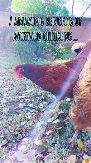 239K views · 2.2K reactions | Backyard chickens make great pets, but...