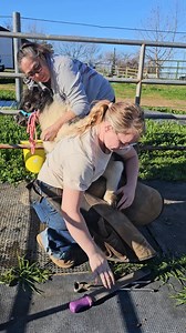 👏👏👏👏SPA DAY 👏👏👏👏 We had a beautiful sunny day yesterday. Came just in time for our farrier Daisi with Western Equine Wellness to give us a hand with a couple of our mini's. Ms Bella Rose had her hooves trimmed for the second time, it's a work in progress, she is learing. I try to trim most of them myself to help keep the cost down for the sanctuary but we still need our wonderful farrier Daisi for some tough cases. Thank you Daisi from Itty Bitty Mini Horse Rescue ❤️ | Itty Bitty Mini Ho