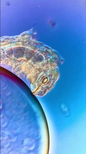 Tardigrades Up Close: Microscopic Life Revealed