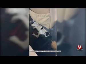Oklahoma City Police Notified After Videos Show Boys Beating Dogs