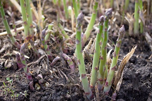 Culture d'asperges : Guide complet pour réussir au potager !