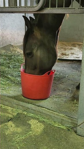 OREO TRIES MASH #horse #shorts #equestrian #animals #sports #motivation #goals #beautiful