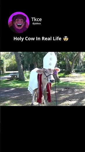 Holy Cow Exists?