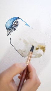 18K views · 492 reactions | California Scrub Jay | Painted Wing | Facebook