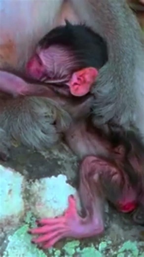 The monkey tries to comfort the little one.