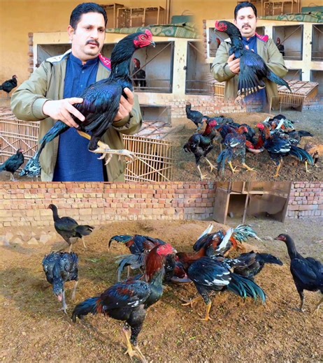 Aseel murgha farming in Lahore Pakistan #Aseel #Farming | Nadeem shah aseel