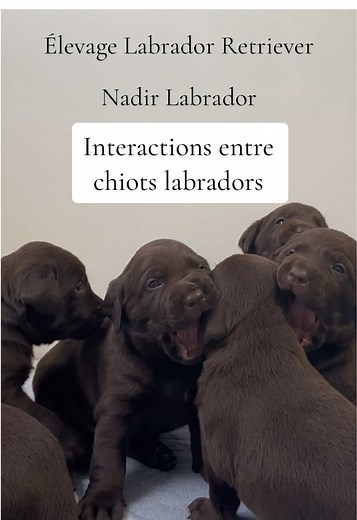 Portée de Chiots Labradors Chocolat à Découvrir !