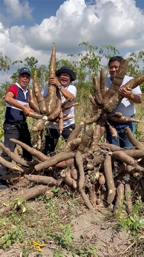 151K views · 2.6K reactions | Record Breaking Giant Cassava Harvest!!! | Agribusiness | Facebook