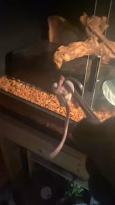 8K views · 202 reactions | Oh Angela..sweet girl is doing her best....