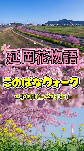 🌸✨延岡の春の風物詩✨🌸 「このはなウォーク｣開催！ 300本の桜と、100万本の菜の花が咲き誇る 五ヶ瀬川堤防沿いの「コノハナロード」を歩こう🚶‍♀️🌼 グルメ・お土産エリアでは、 のべおかが誇る 海の幸・山の幸 を堪能して、五感で“延岡の春”を味わおう！！😋 🌟そのほか見どころも盛りだくさん！ ・自衛隊・国交省による体験＆展示コーナー ・中学生が心を込めて作った約1,000本の「かざぐるま」 ・花に囲まれて楽しむ本格「抹茶」🍵 ・巨大ふわふわ＆工作教室 🎤特設ステージでは 郷土芸能をはじめ、楽しいパフォーマンスが盛りだくさん！ さらに‼️ 🔥｢長野誠アスレチックチャレンジ｣も同時開催🔥 君は障害物をクリアできるかな〜〜！？💪 アスレチックチャレンジの最新情報はこちらをご確認ください▶️ @fisherman.nagano6 そして3月は… 🌸ワイワイ花物語2026🌸 幻想的な桜のライトアップや ワイワイグルメ博でご褒美グルメも✨ みなさーん！ 春は延岡で待っちょるよ〜〜〜！！！🌸🌸🌸 -————————— 🌸このはなウォーク・のべおかうまいもの市 