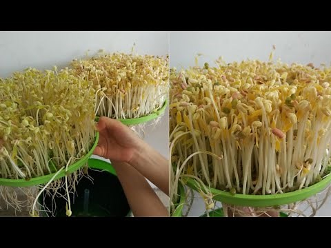 Automatic Sprouter Machine Review - Bean Sprouts Machine