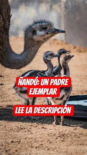 Ñandú: un padre ejemplar #nandu #animales #naturaleza