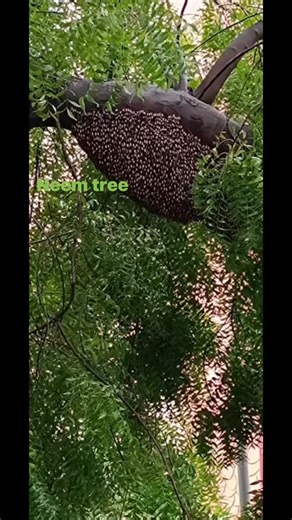 Neem tree,lots of benefits,I am very sad to watch the tree,just like human,when we are young we are strong and beautiful but when we are going to old age we loose our strength and beauty, we are afraid, our boldness flew away. #frozensaultstemarie #followersreelsfypシ゚viralシfypシ゚viralシalシ #reelsviralシfb | Soma Panda