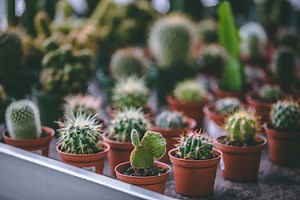 Cacti, Assorted | Petitti Garden Centers