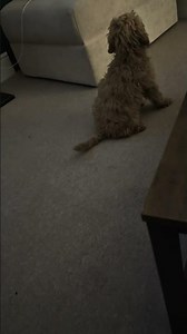 she can finally #jump on the sofa, now the trouble starts 🙂#cockapoo #dog #shorts #cockapoopuppies