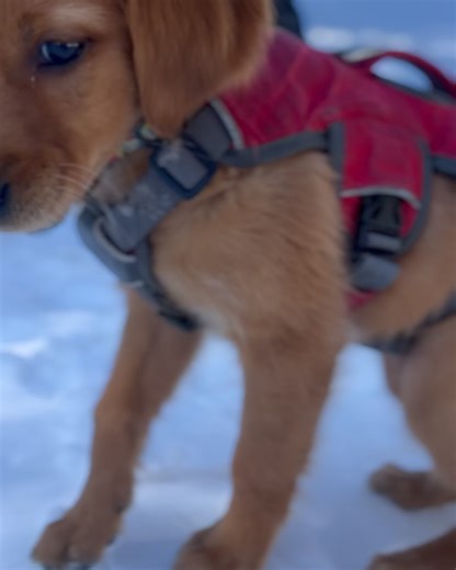 32K views · 40 reactions | Aspen Snowmass on Reels | Facebook