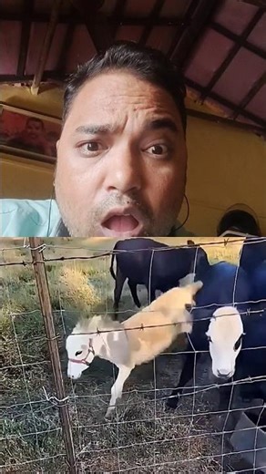 Donkey Attacks While Cows Are Just Eating!"😱 #shorts #cow #farm #farmlife #goat #bull #music #phonk