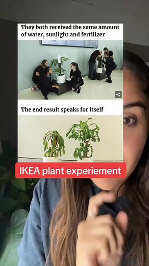 ILEA plant experiment about bullying and kindness. #plantexperiment #bullyingawareness #ikeaplantexperiment #parentsoftiktok #teachersoftiktok #ikea #ikeaplants | kindergartenthoughts