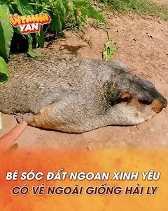 582K views · 10K reactions | Thì ra ngoài đời nó không hét như trong meme sao?  #vitaminyan | YAN Foods | Facebook