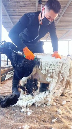 Professional Shearer Efficiently Removing Thick Wool from Sheep