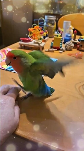 【華麗なステップを踏むコザクラインコ♪】#コザクラインコ#インコ#lovebirds