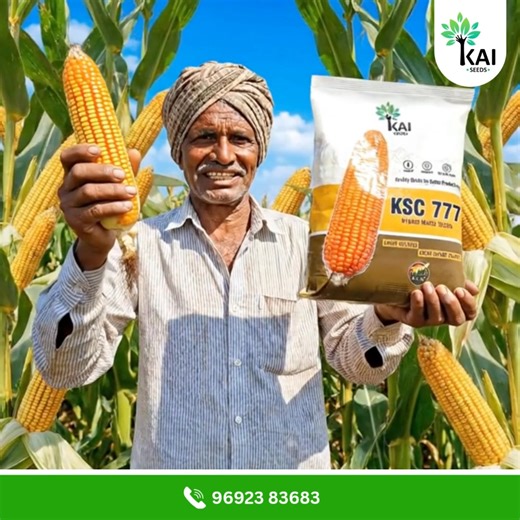 🌽 KAI SEEDS – KSC-777 Hybrid Maize Seeds: Built for Bigger Harvests, Stronger Profits! Looking for top-performing hybrid maize seeds that deliver bigger cobs, fuller kernels, and outstanding yield? KSC-777 is one of the most trusted premium hybrid maize seeds preferred by farmers for its high germination, powerful plant strength, and excellent grain quality. If you want maximum production and reliable results, choose KAI SEEDS KSC-777 Hybrid Maize Seeds — your field deserves the best! 🌱🔥 👇 O