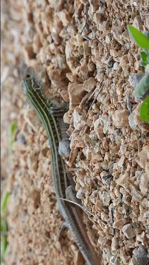 Whiptail Lizards #wildlife #wildlifeentertainment #lizard #reptiles