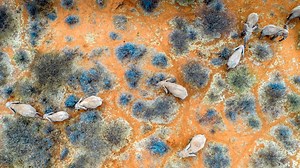 The ‘Internet of Animals’ Could Transform What We Know About Wildlife