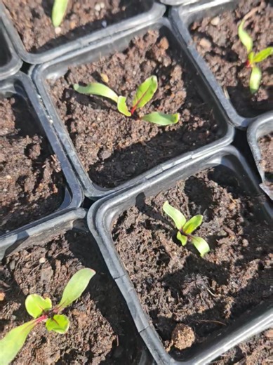 Semis de betteraves 2026 🫜🫜 #semis#potager#betteraves#culture#jardin