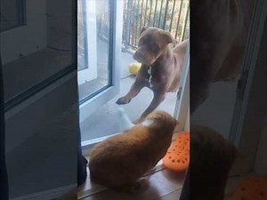 1.9K views | Cucci, the house cat, wouldn't let Sandly, the XL pitbull, enter the house through the door. Every time Sandy tried to move around Cucci, she would block the path, showing she was the boss of the house. | Jukin Copyright Management | Facebook