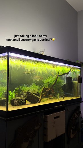 Understanding Gar Fish Behavior in Aquariums