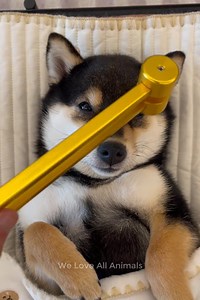 1.3M views · 31K reactions | Omg so absolutely lovely 殺 | Everyday Moments | Facebook