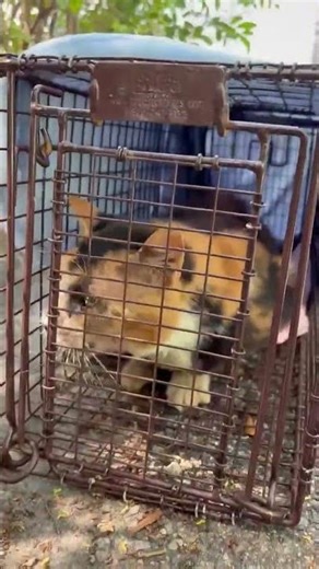 Rescuers Try To Save Cat But Business Forbade Capture Until It Was Almost Too Late… [STORY BELOW]