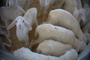 Calci, insulti e colpi con tubi di ferro: orrore nell'allevamento di ovini più grande d'Italia