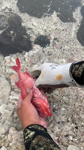 Cleaning Fish in Hawaii: A Unique Experience