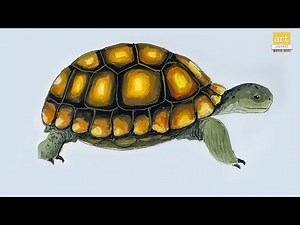 How to draw A Tortoise step by step II Tortoise Drawing Easy II #artjanag