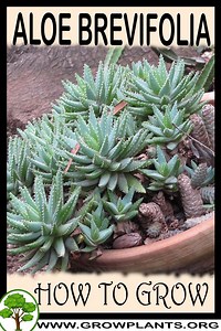 Aloe brevifolia - How to grow & care