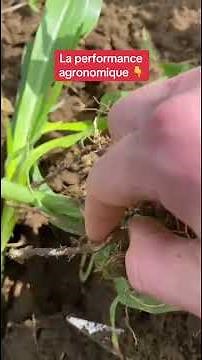 🪱 Soil life + corn = positive cooperation